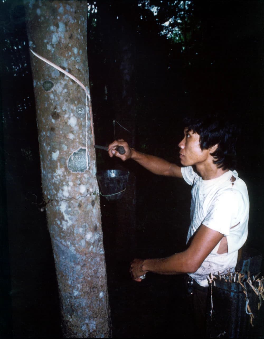 A man uses a knife to tap latex from a rubber tree into a bucket.