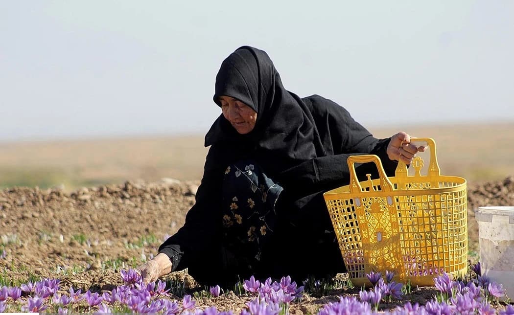 Woman wearing a black headscarf harvests purple saffron flowers from a field.