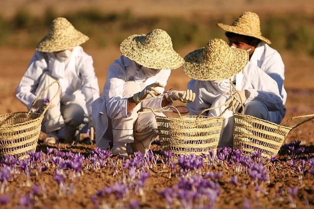Farmers wearing hats and white clothing harvest purple saffron crocus flowers in a field.