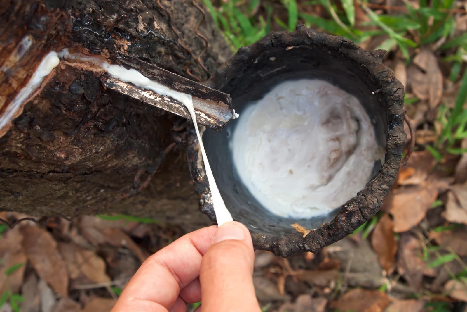 Latex drips from a rubber tree into a cup, with a hand touching the flowing latex.