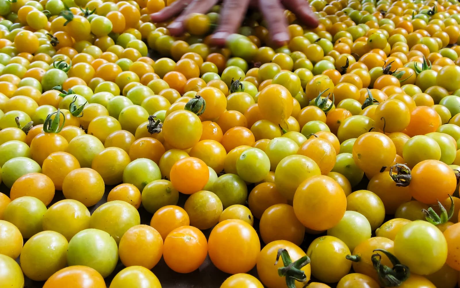 Hand reaches into a large pile of yellow and green cherry tomatoes.