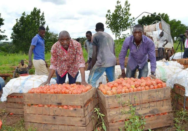 Men showing their harvested tomato at the farm.