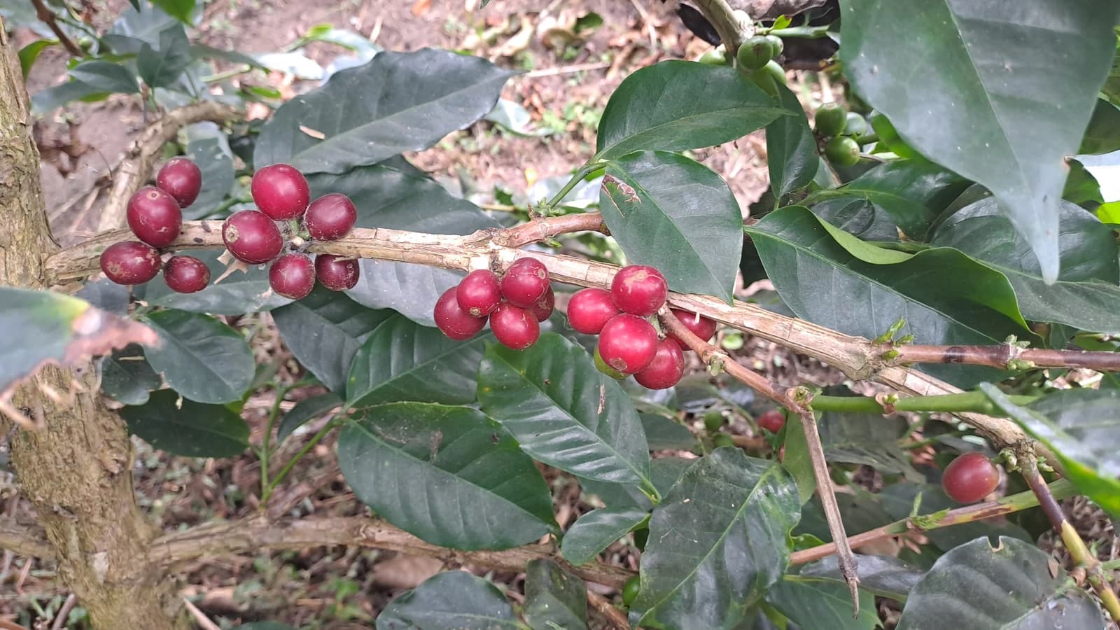 Ripe red coffee berries growing on a branch of a coffee plant.