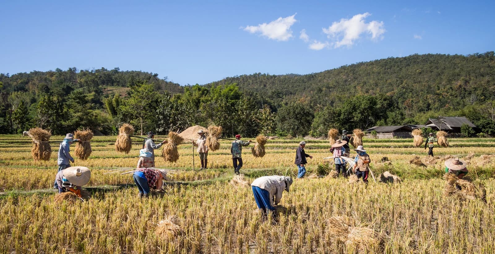 Rice farmers harvesting rice by hand in a field with mountains in the background.