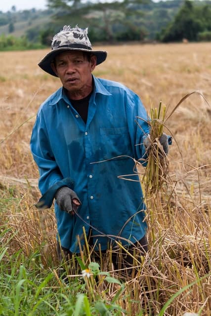 Thai rice farmer in Mae Chan standing in a field holding a bundle of rice stalks.
