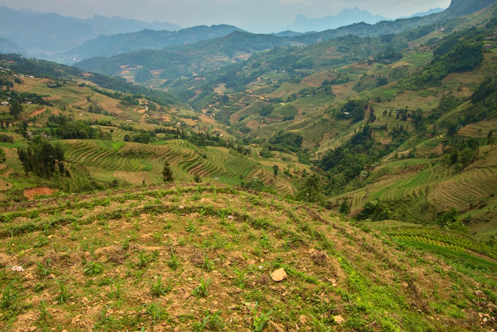 Lush green terraced rice fields winding down mountainous terrain in Ha Giang province.