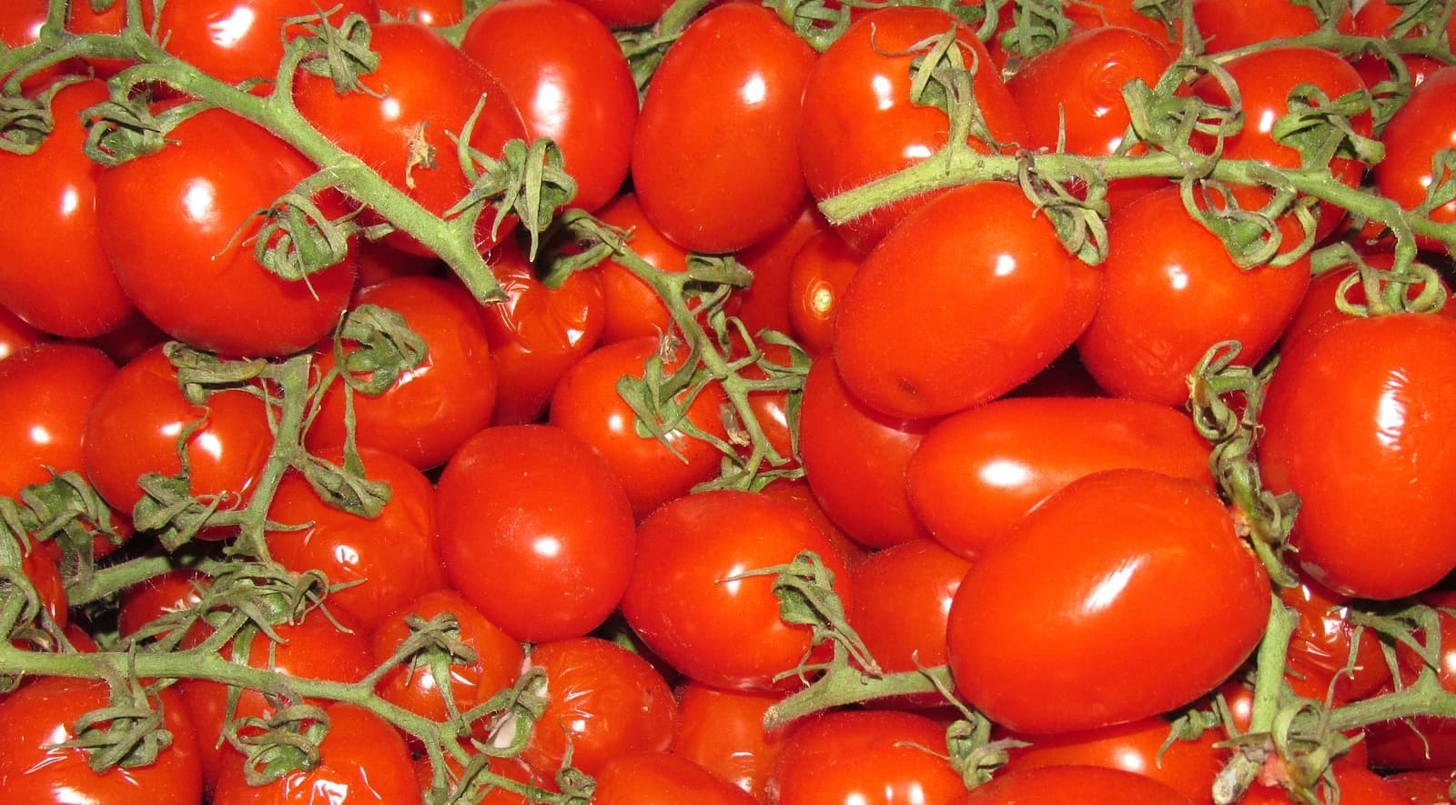 Close-up of small, red datterino tomatoes still attached to their green vines.