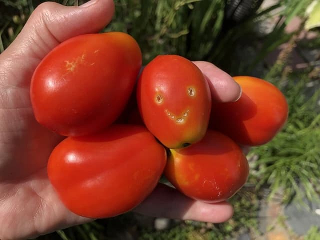 A hand holds several red plum tomatoes in an urban garden.