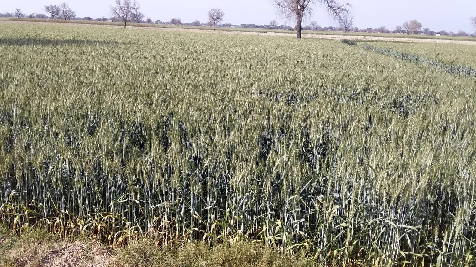 Expansive green wheat field with distant trees under a clear sky.