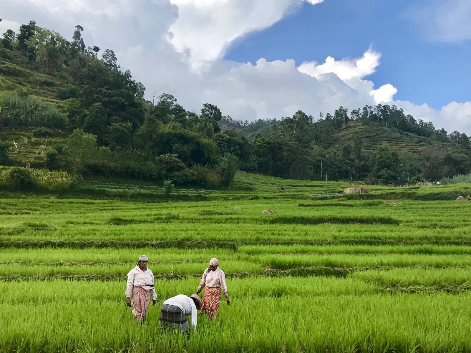 Farmers work in a lush green paddy field with terraced hills in the background.