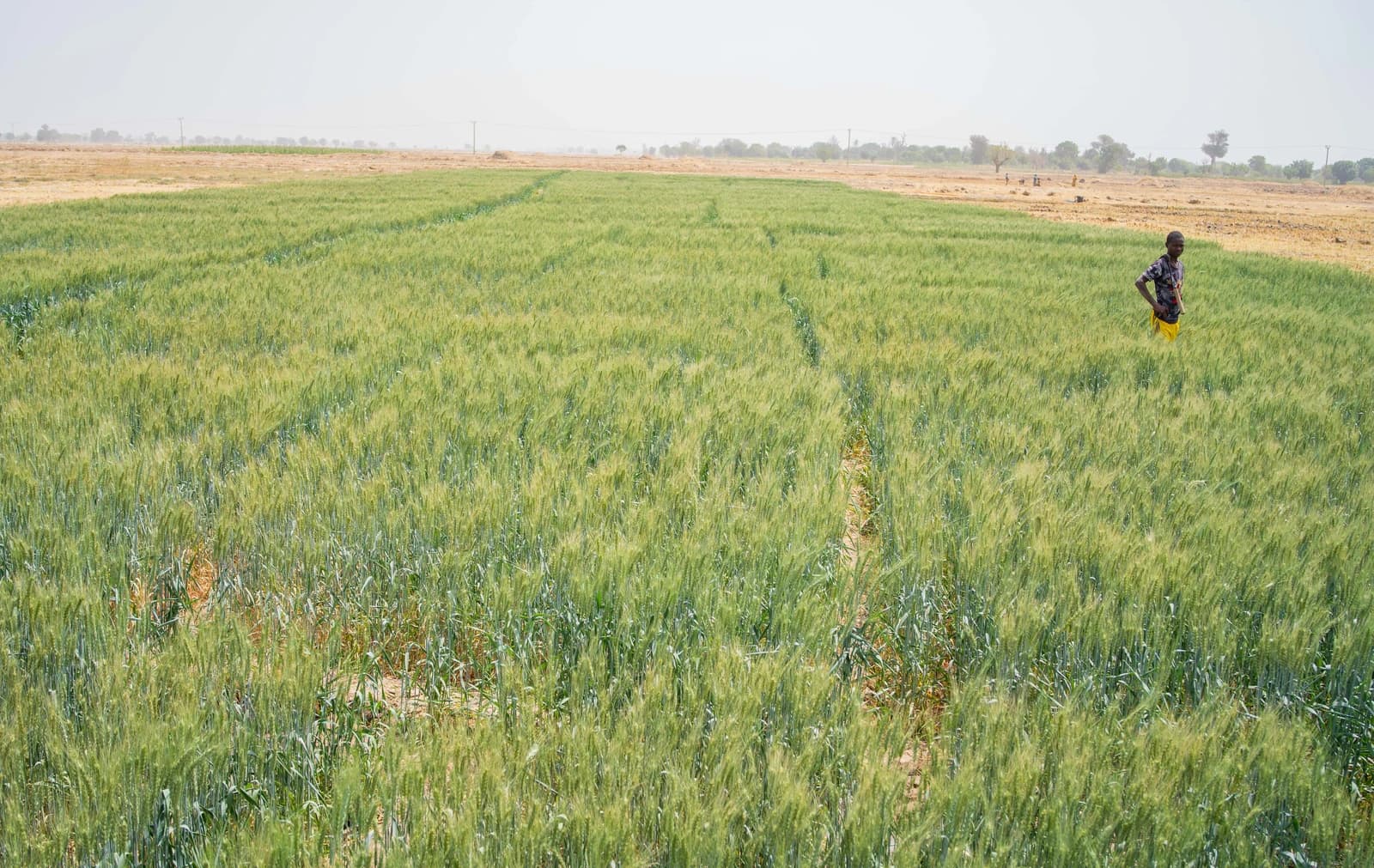 Farmer standing in a vast green field of wheat under a hazy sky.