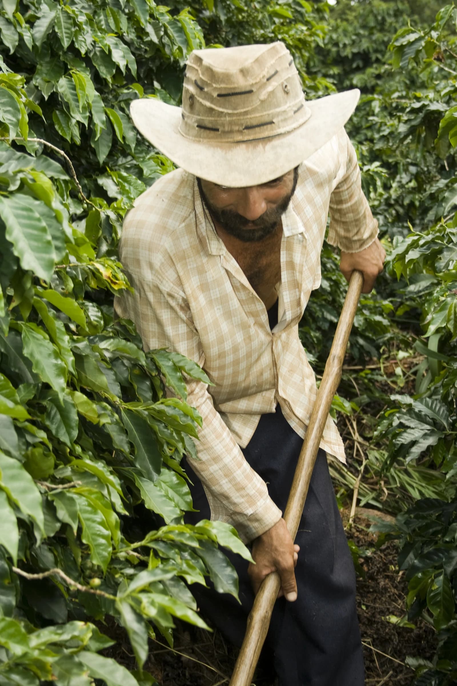 Coffee farmer in Brazil working in a field with a long-handled tool.