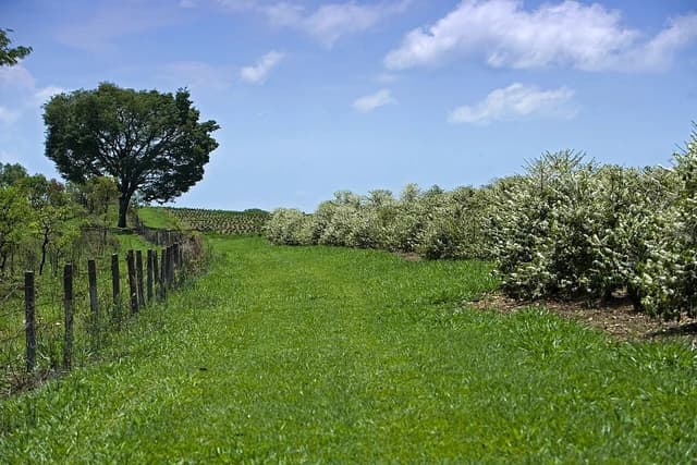 Green field next to a fence and flowering coffee plants under a blue sky.