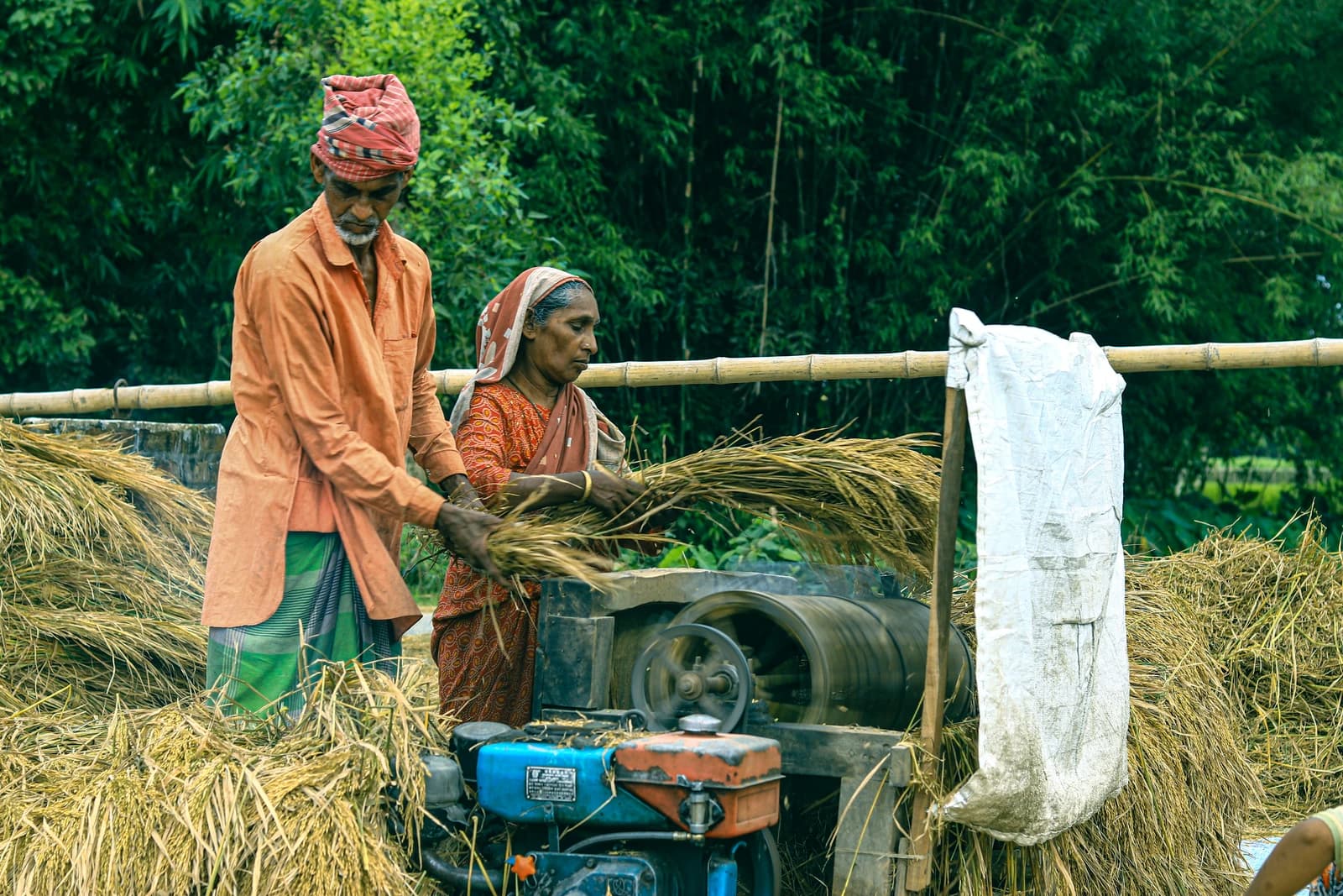 Two farmers in rural Bangladesh feeding rice stalks into a mechanical threshing machine.