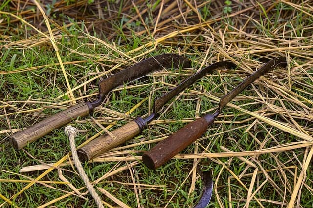 Traditional hand sickles resting on harvested rice straw in Bangladesh.