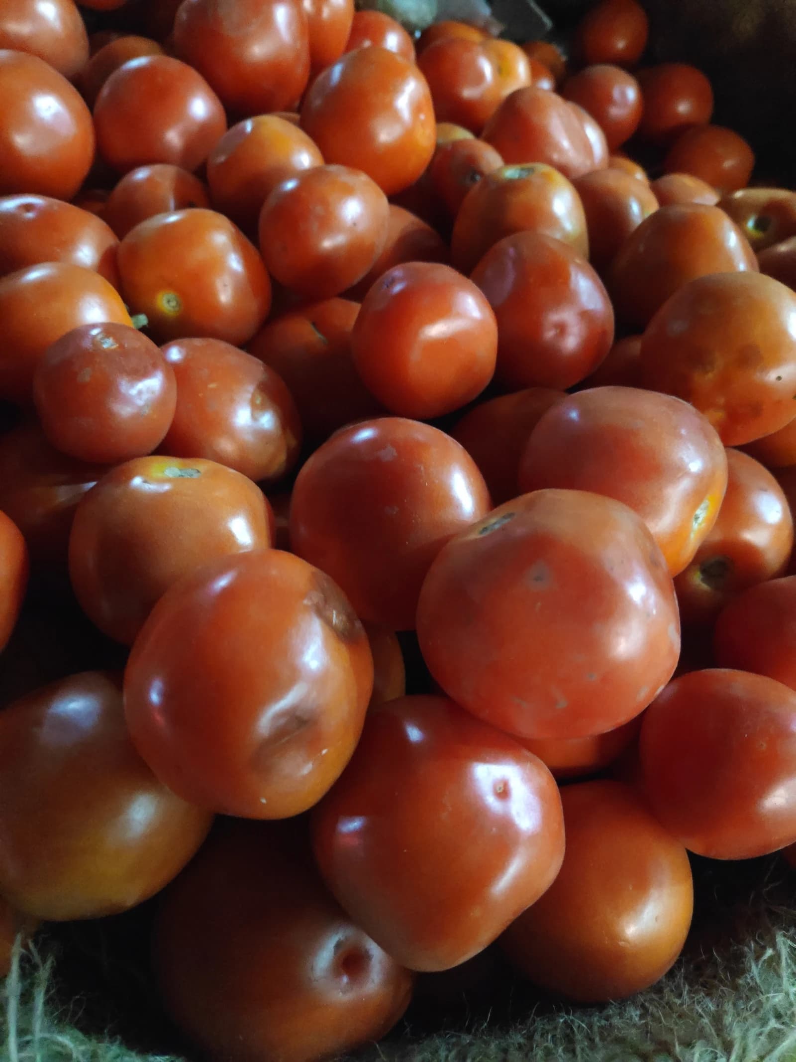 Red tomatoes piled together in a market stall, ready for purchase.