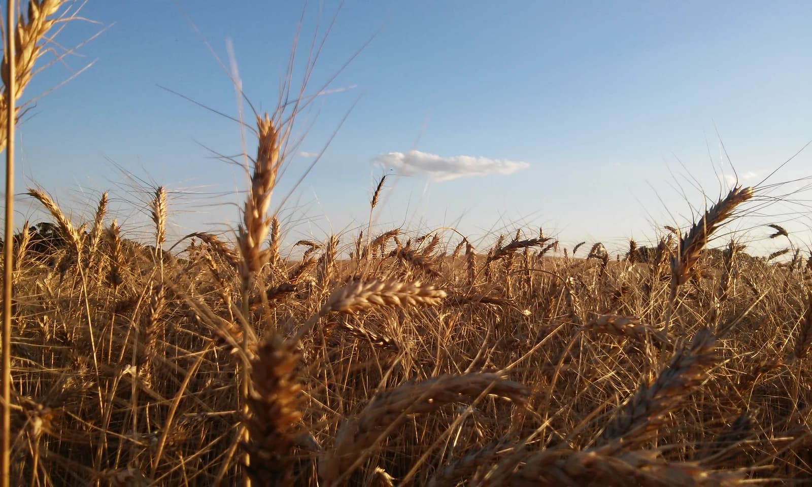 Close-up view of mature wheat stalks in a sunlit field.