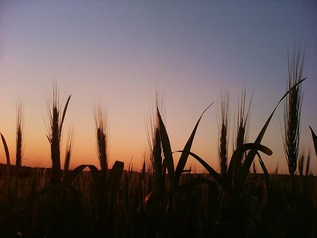 Wheat stalks silhouetted against an orange and purple sunset sky.