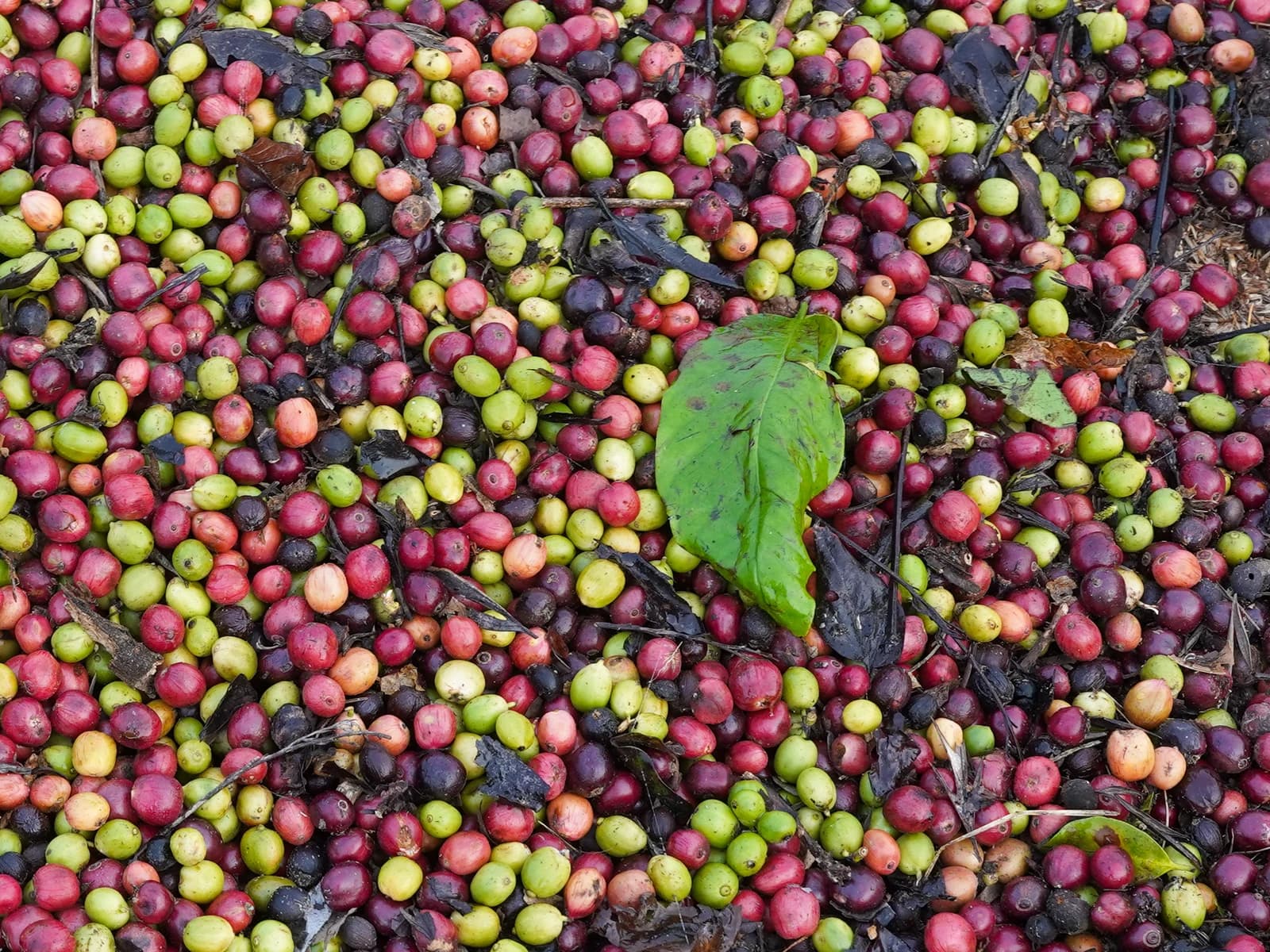Robusta coffee berries, red and green, drying in a pile on the ground.