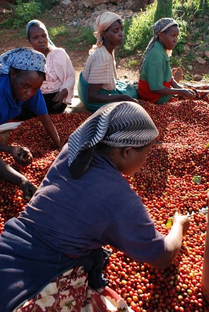 Kenyan farmers sorting red coffee cherries on the ground.