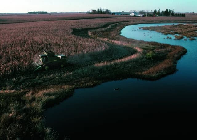 A combine harvesting corn in a large field next to a winding river.