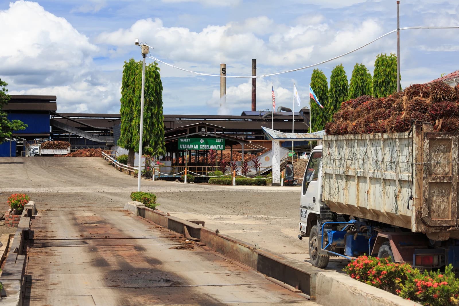 Truck loaded with palm oil fruit bunches entering a palm oil mill.