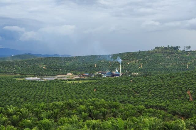 Palm oil mill with smoking chimneys surrounded by vast palm oil plantations in Malaysia.