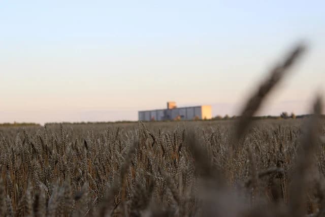 Field of ripe wheat under a pale sky with a large building in the distance.