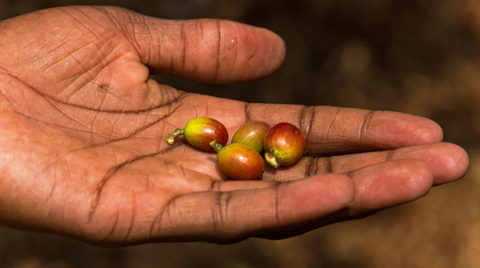 A person's hand holding several coffee cherries, some red, some green.