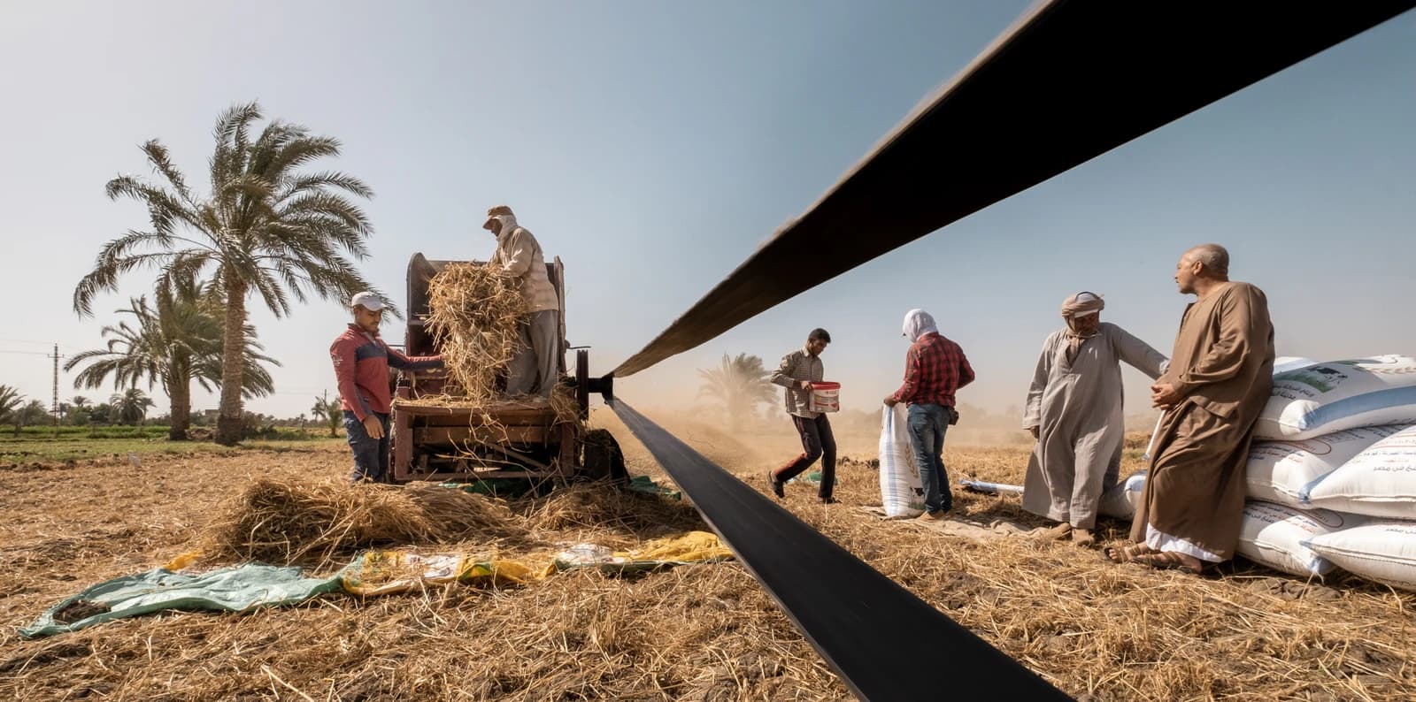 Farmers harvesting wheat in a field with a threshing machine.