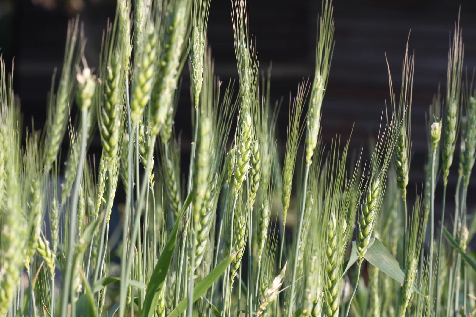 Close-up of green wheat stalks with developing grains in a field.
