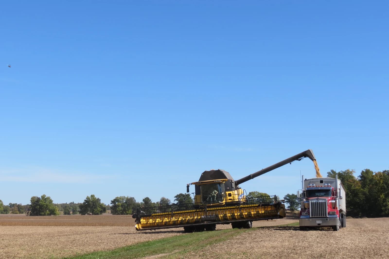 A combine harvester transfers harvested soybeans into a semi-truck in a field under a clear blue sky.