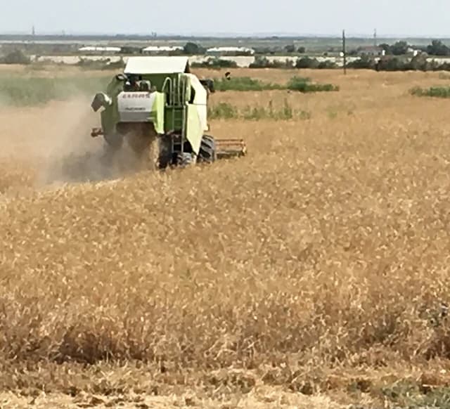 Combine harvester collecting wheat in a large field on a sunny day.