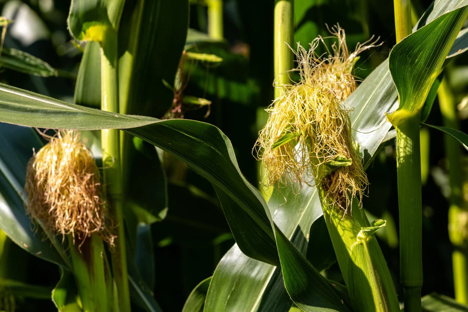Close-up view of corn silk and green leaves on corn stalks in a field.
