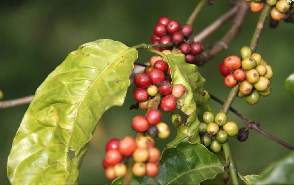 Clusters of red, orange, and green coffee beans ripening on a branch with green leaves.
