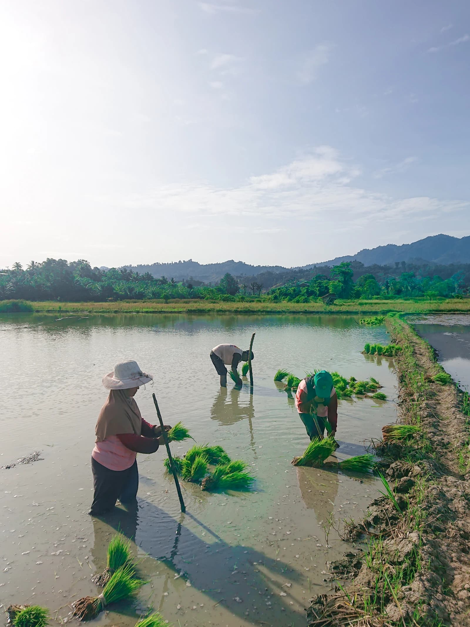 Three individuals planting rice seedlings in a flooded paddy field.