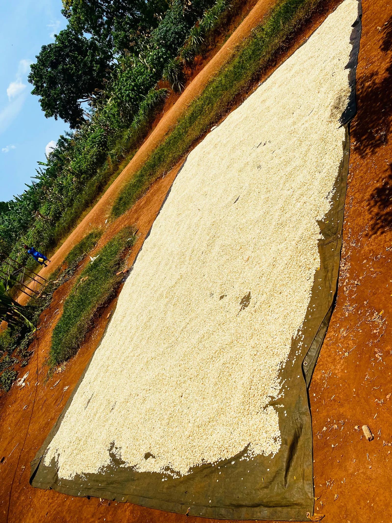 Corn kernels spread out on a large tarp to dry on the ground.