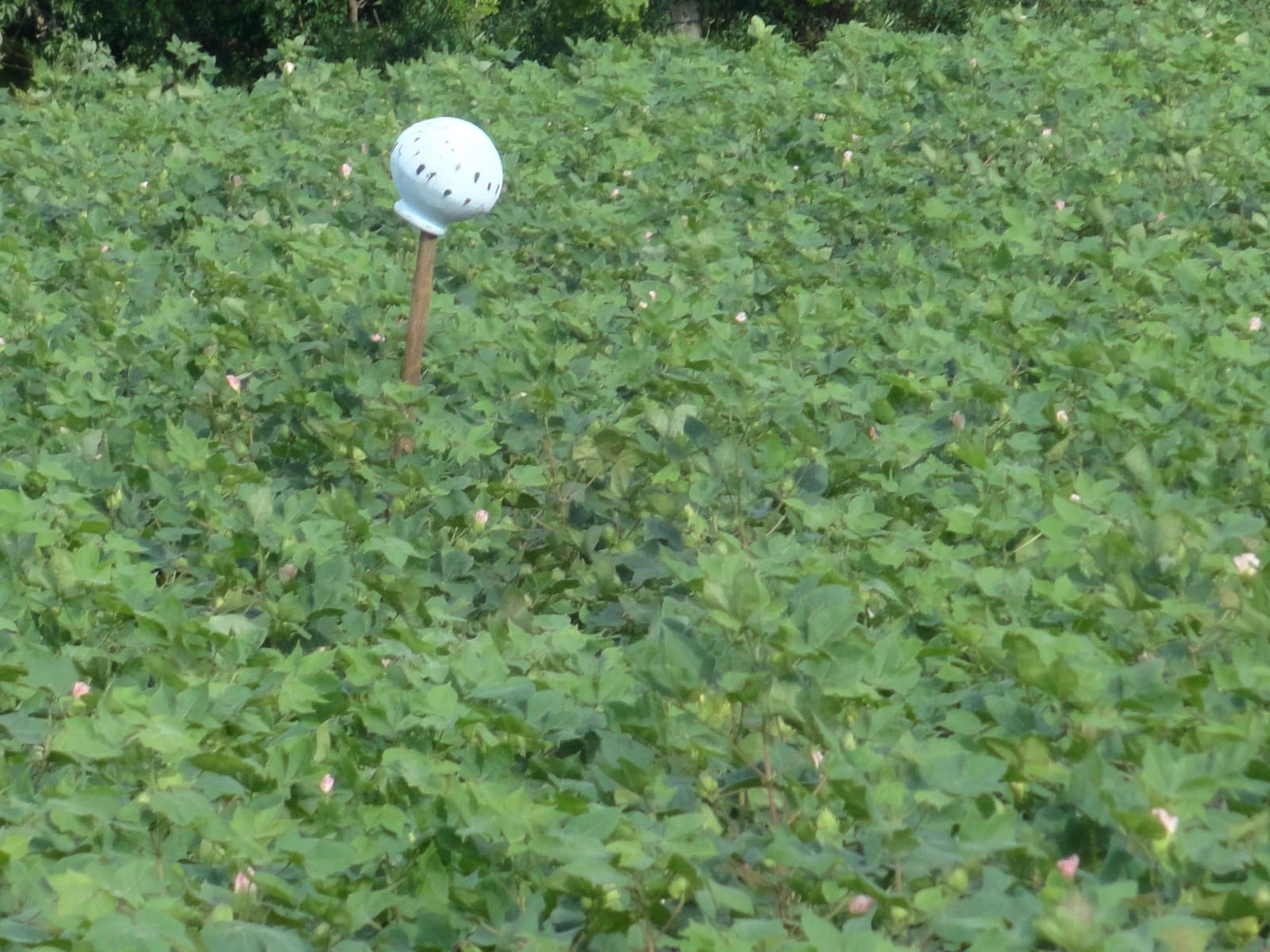 Green cotton plants with small white flowers growing in an agricultural field.