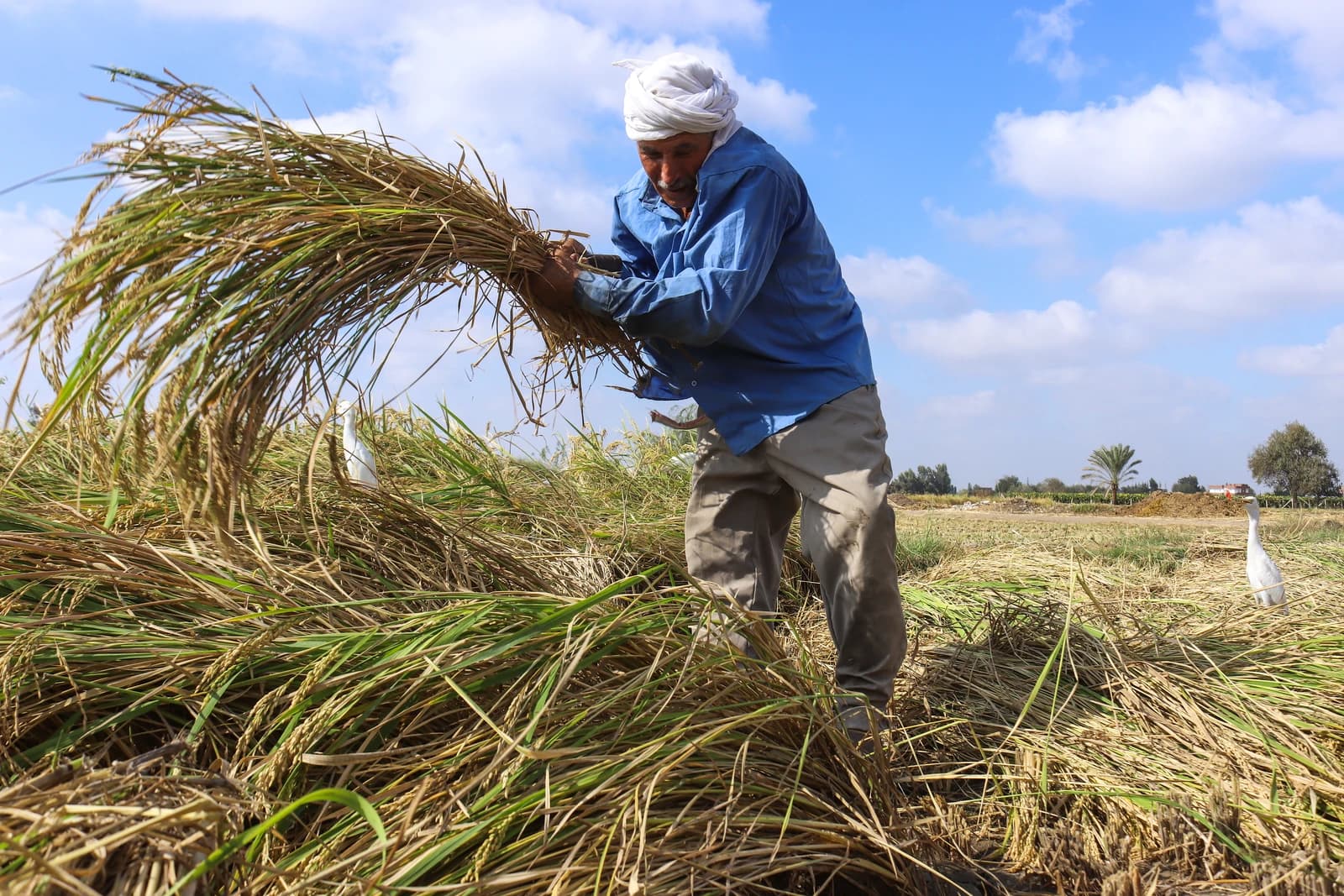 Farmer manually harvesting rice from a field, holding a large bundle of stalks.