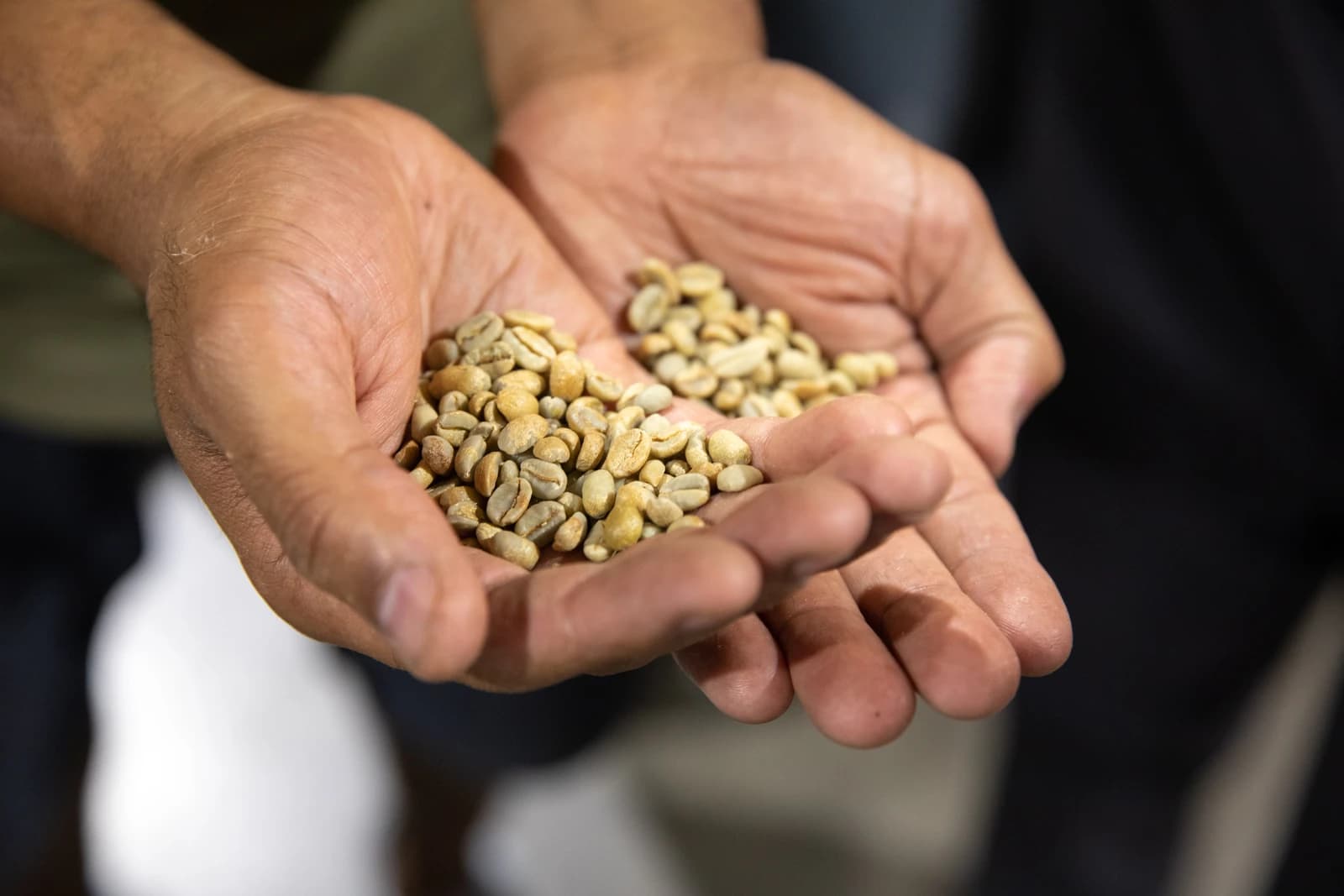 Person's hands holding a pile of unroasted green coffee beans.