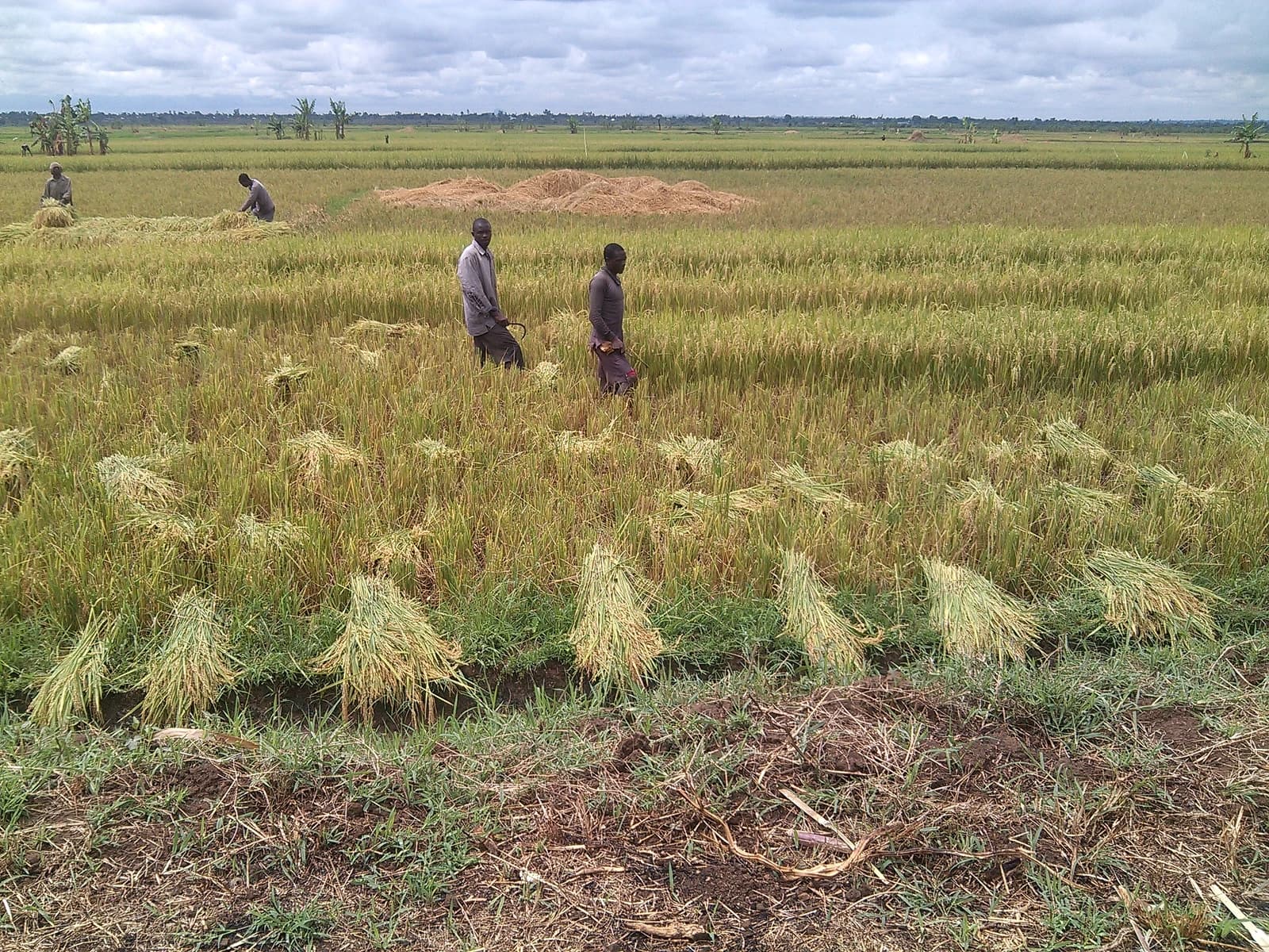 Farmers harvesting rice in a large field in the Doho Rice scheme.