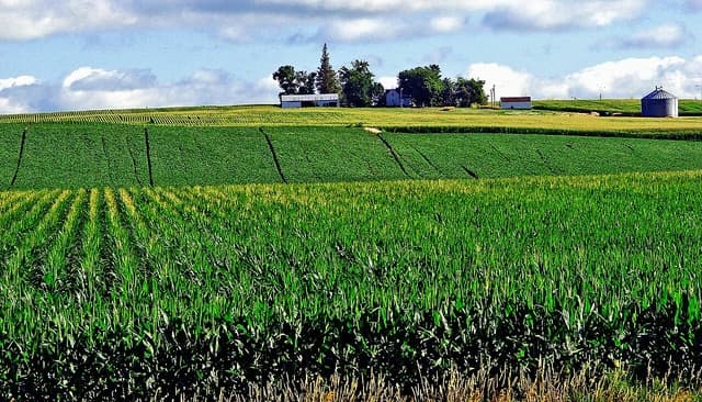Corn fields and other agricultural crops on an Iowa farm under a blue sky.