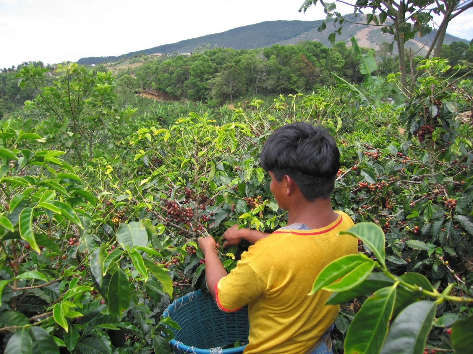Coffee picker in San Marcos Tarrazu, Costa Rica, harvesting red coffee cherries.
