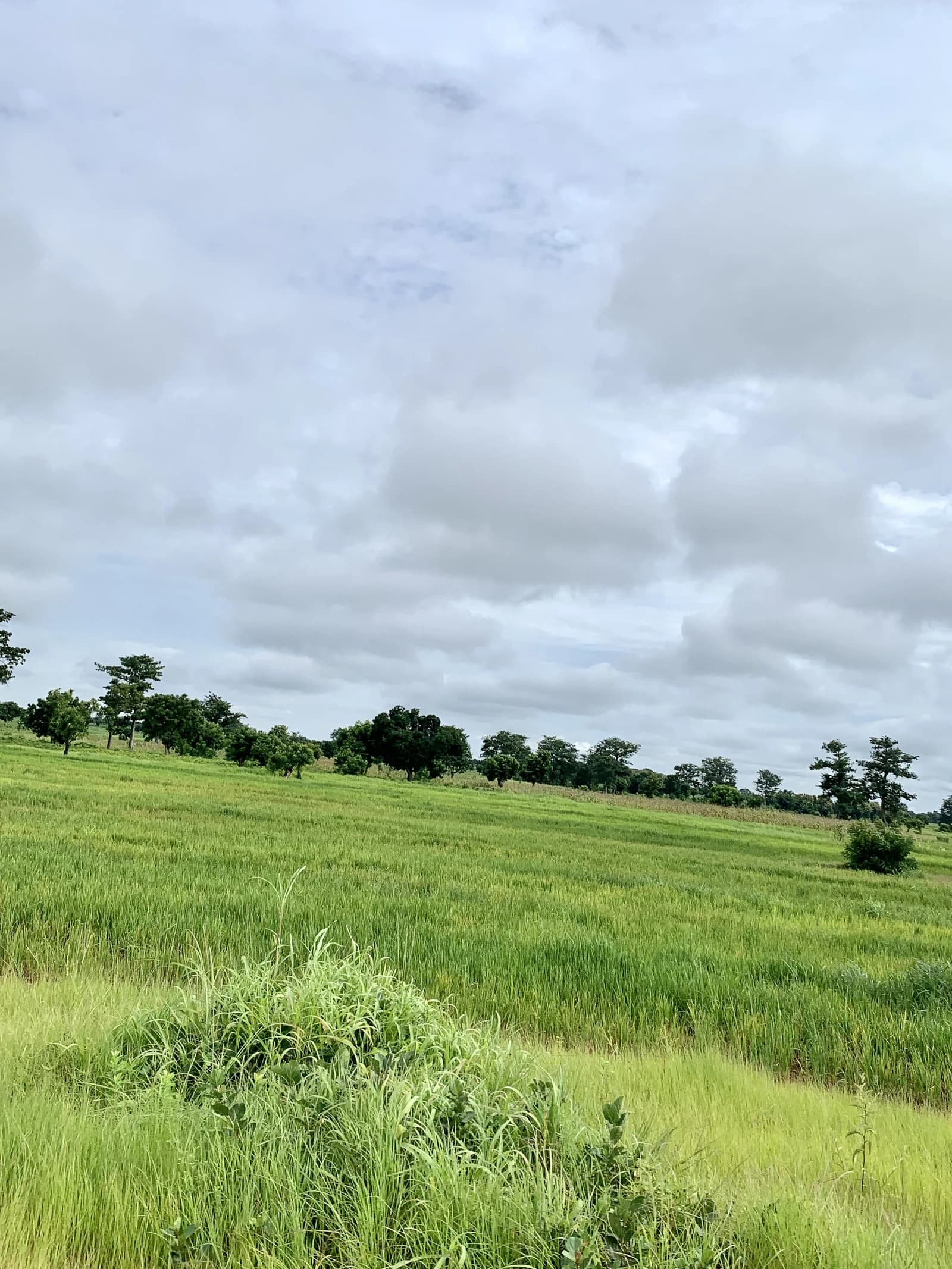 Lush green rice fields extending under a partially cloudy sky in Nyankpala.