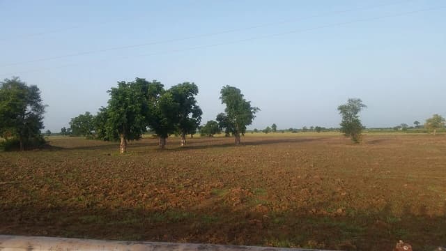 Prepared 50-acre rice farm in northern Ghana with tilled soil and scattered trees.