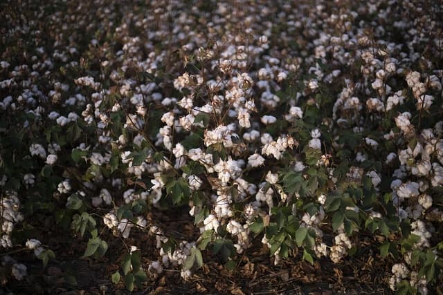 White cotton bolls on plants in a field at Schirmer Farms, Texas.