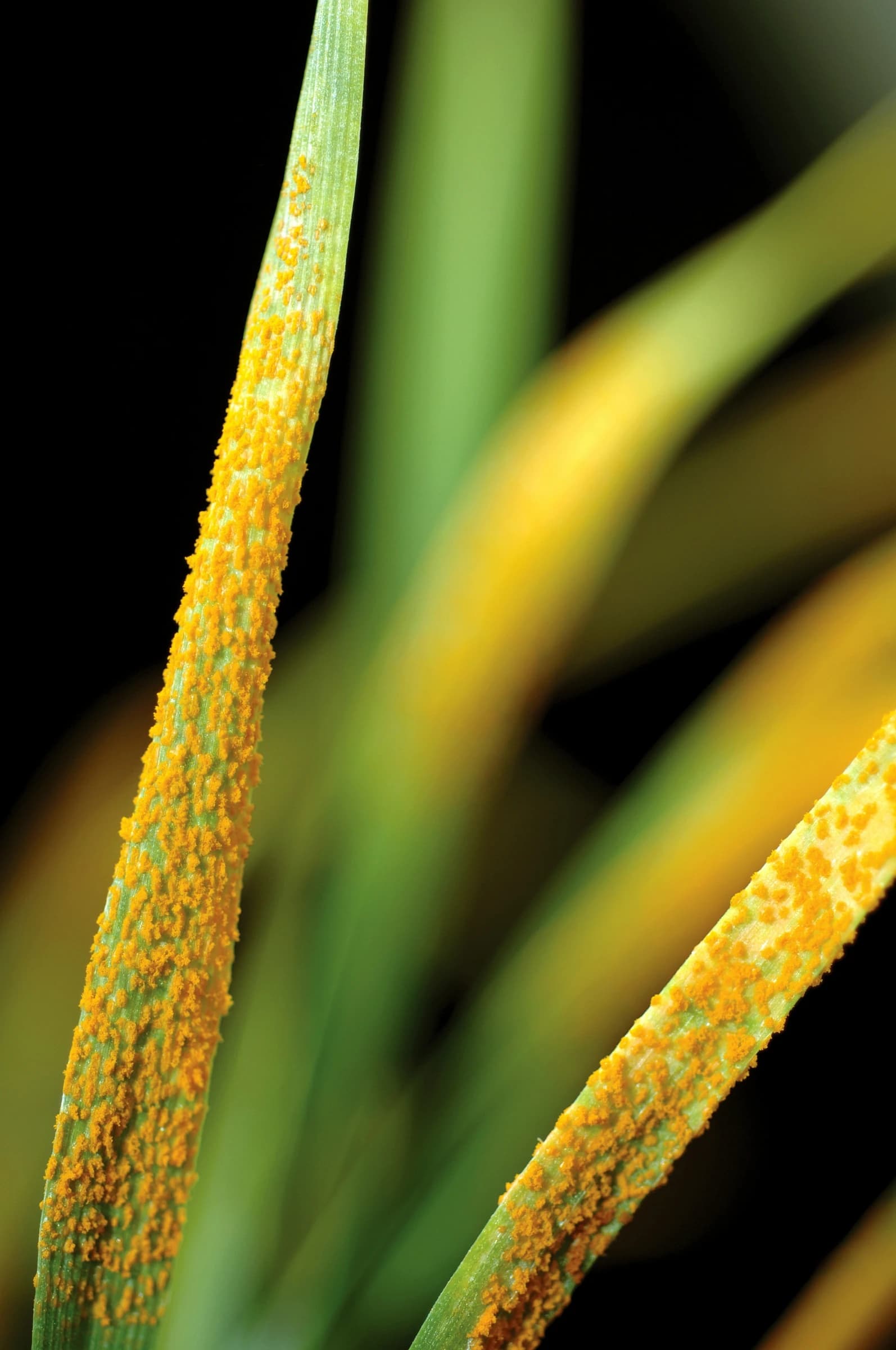 Close-up of rust-affected wheat seedlings showing orange fungal spores on green leaves.