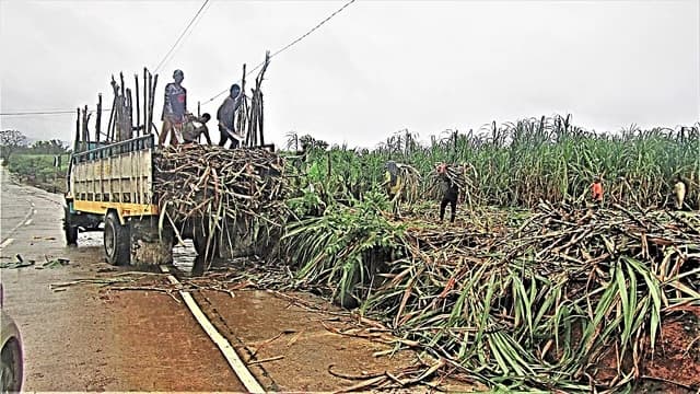 Farm workers loading cut sugarcane stalks onto a truck at the edge of a field.