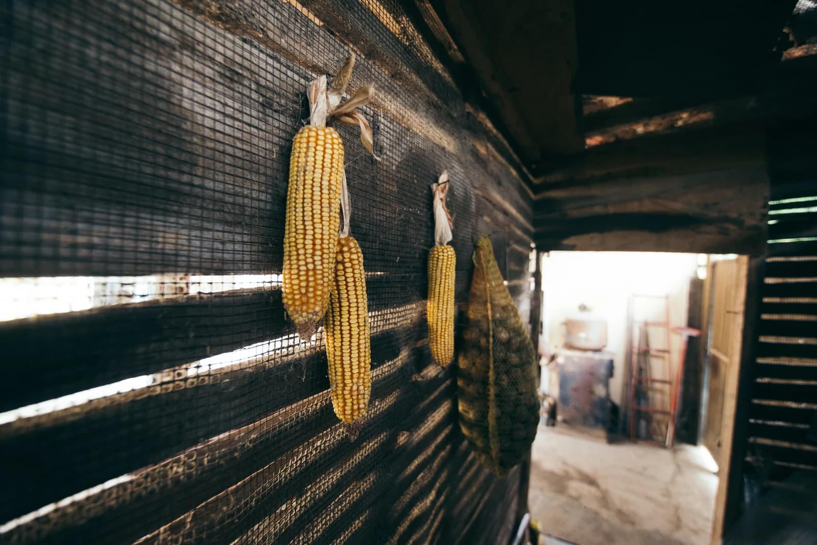 Dried corn cobs hanging on a wall in a rustic agricultural structure.