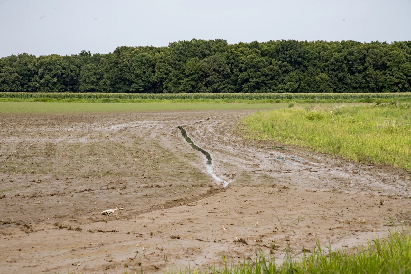 Agricultural fields with muddy soil and a small stream of water, bordered by trees.